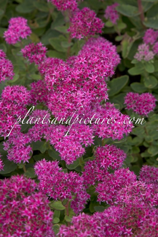 Sedum ‘Carl’