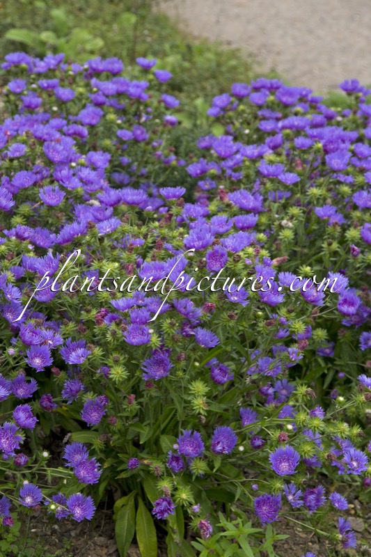 Stokesia laevis ‘Mels Blue’