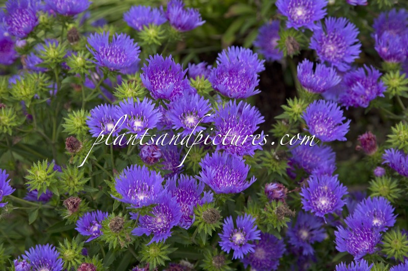 Stokesia laevis ‘Mels Blue’