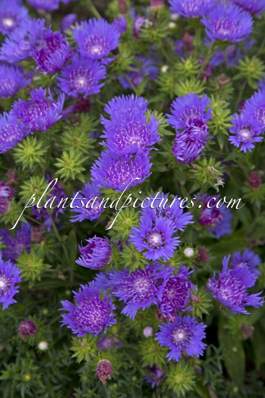 Stokesia laevis ‘Mels Blue’