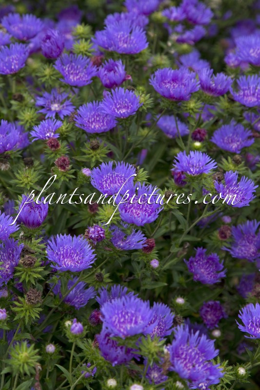 Stokesia laevis ‘Mels Blue’