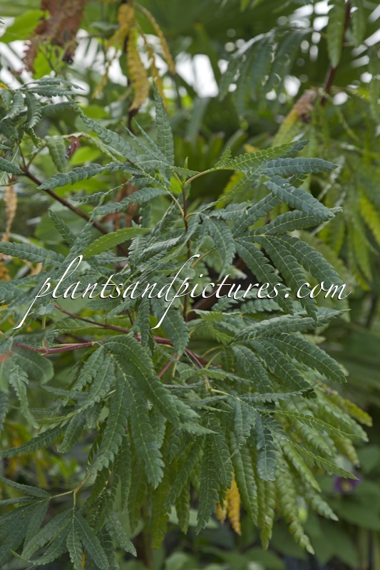 Lyonothamnus floribundus subsp. aspleniifolius