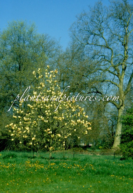 Magnolia ‘Elizabeth’