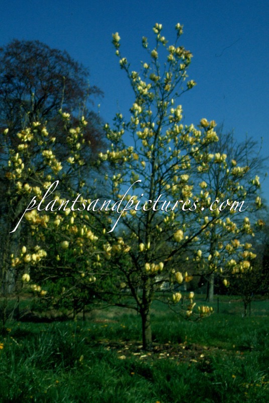 Magnolia ‘Elizabeth’