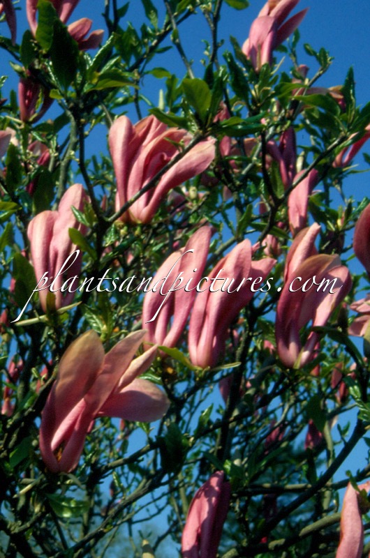 Magnolia ‘Susan’
