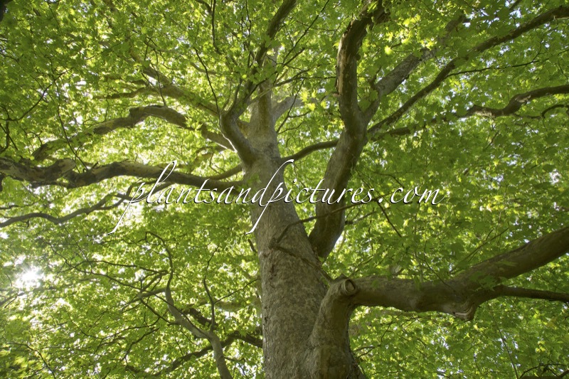 Platanus orientalis