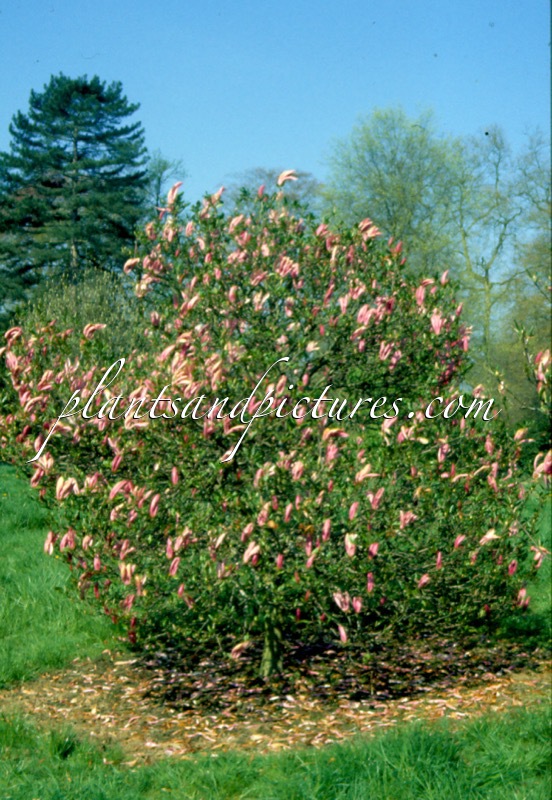 Magnolia ‘Susan’