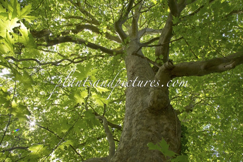 Platanus orientalis