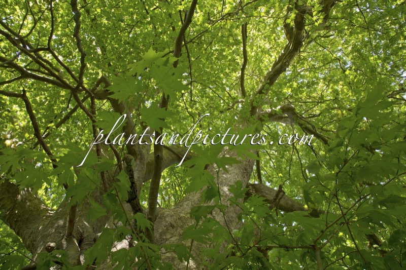 Platanus orientalis