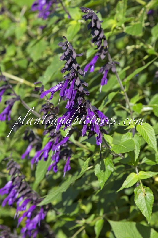 Salvia ‘Mulberry Jam’