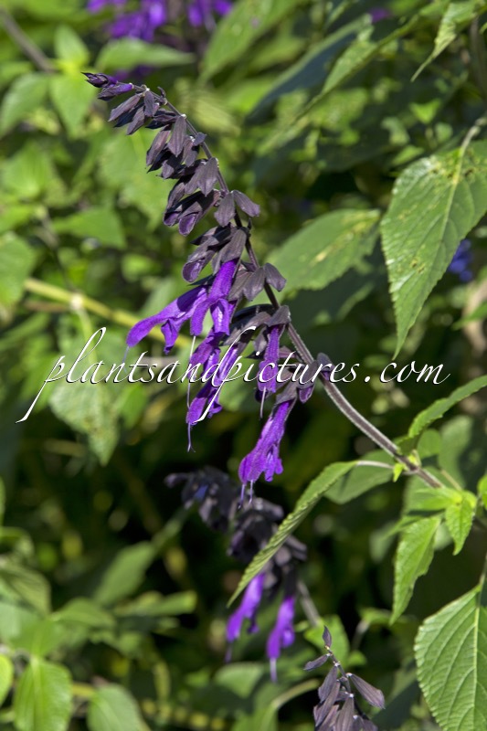 Salvia ‘Mulberry Jam’