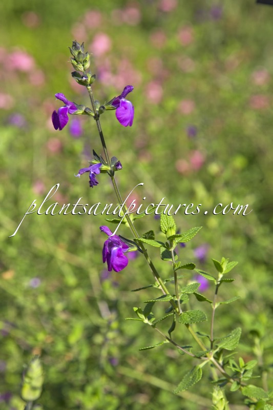 Salvia ‘Christine Yeo’