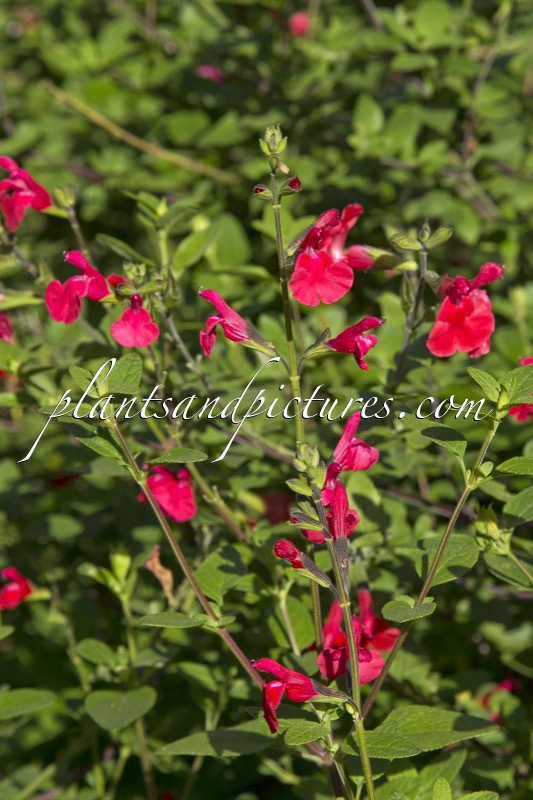 Salvia microphylla var. wislizenii