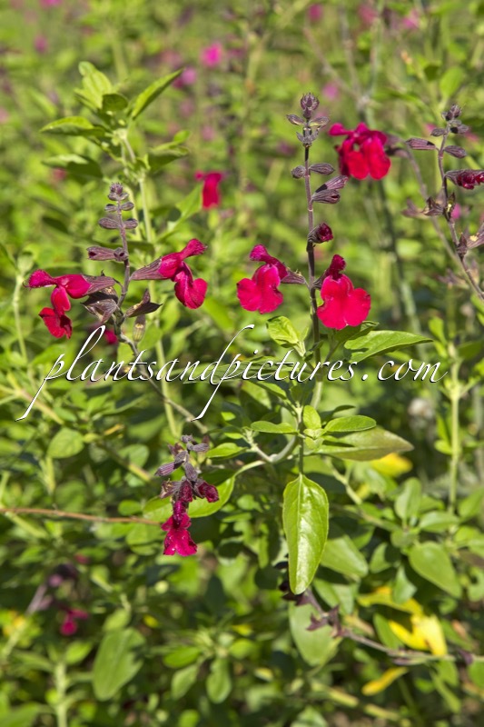 Salvia microphylla ‘Newby Hall’