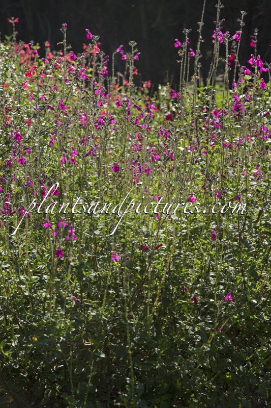Salvia microphylla ‘Cerro Potosi’
