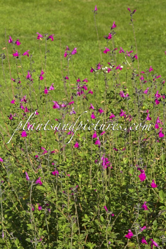 Salvia microphylla ‘Cerro Potosi’