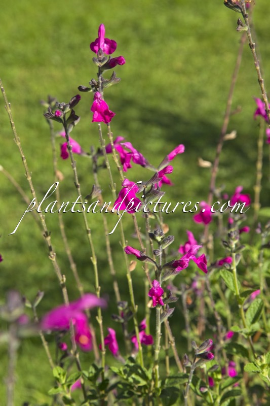 Salvia microphylla ‘Cerro Potosi’