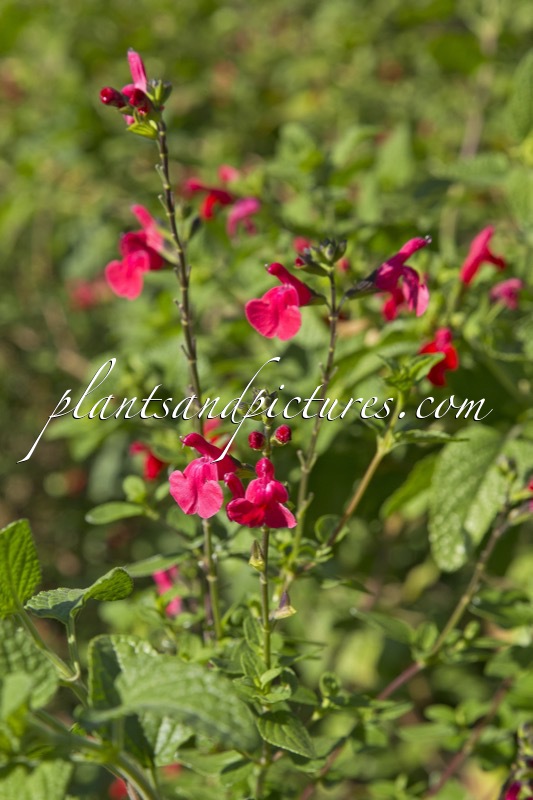 Salvia jamensis ‘Red Velvet’