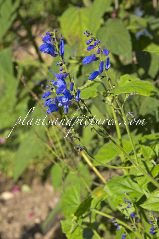 Salvia cacaliifolia