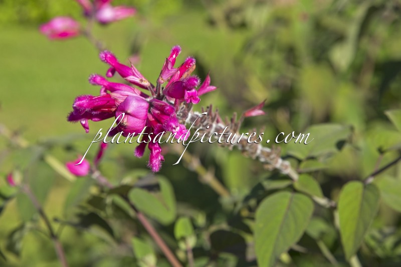 Salvia involucrata ‘Amethyst’