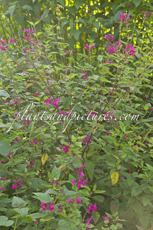 Salvia involucrata ‘Joan’