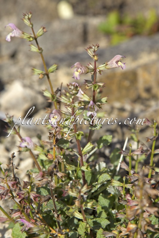 Salvia taraxacifolia