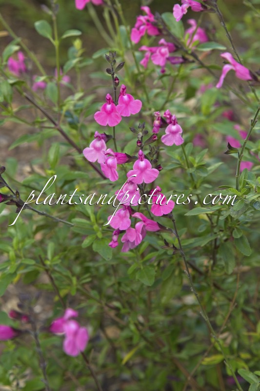 Salvia microphylla ‘Lily Pink’