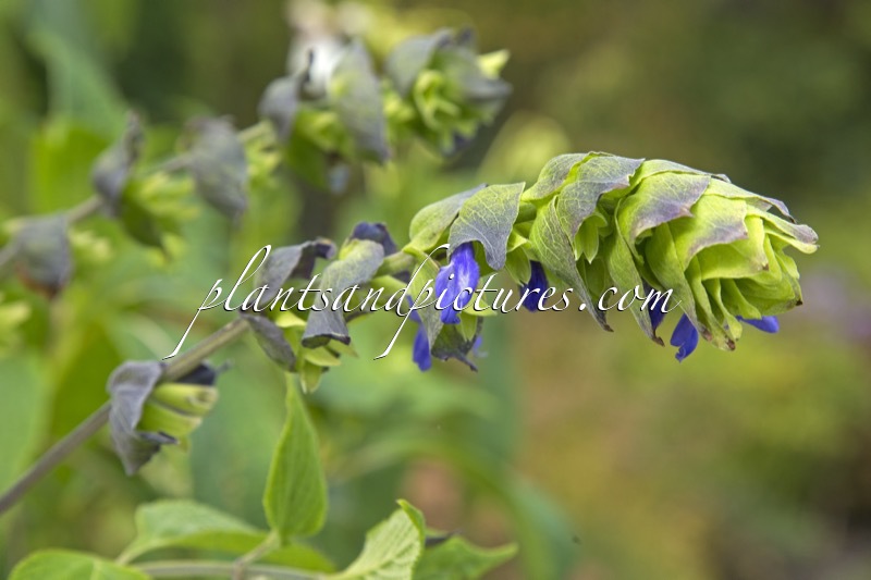Salvia atrocyanea
