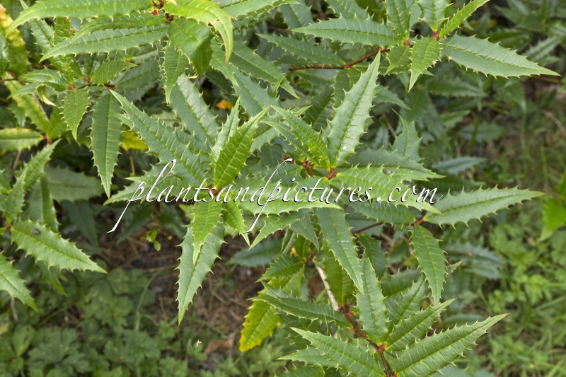Berberis insignis