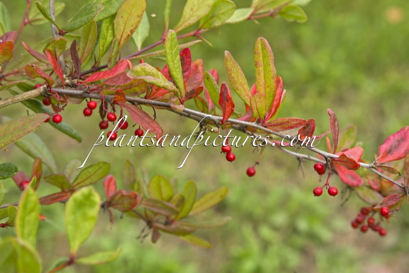 Berberis sieboldii
