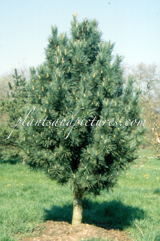 Pinus cembra ‘Compacta Glauca’