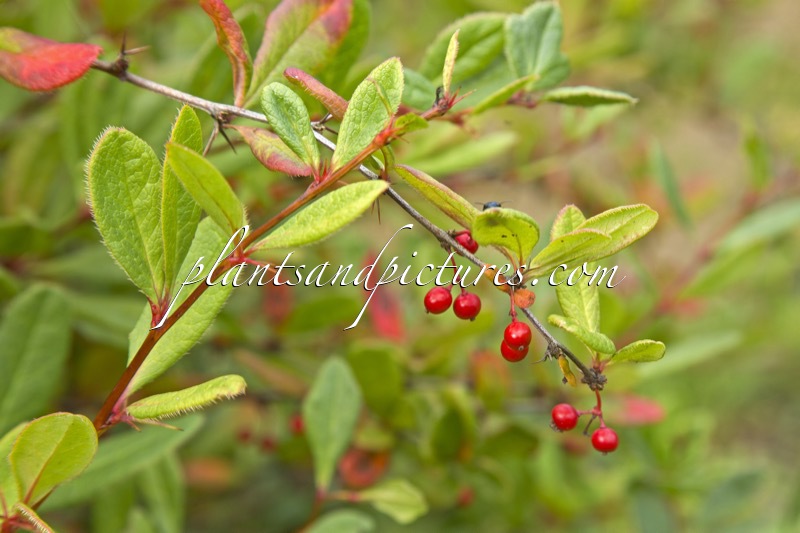 Berberis sieboldii
