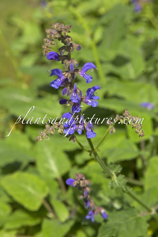 Salvia transsylvanica