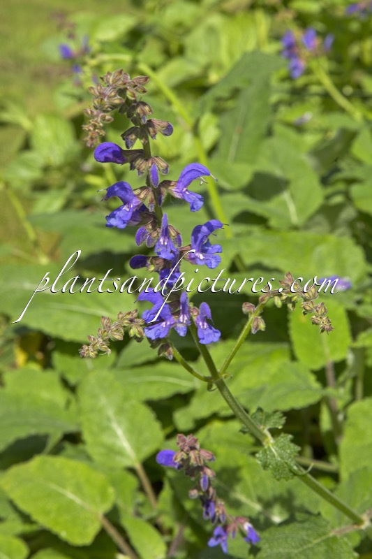 Salvia transsylvanica