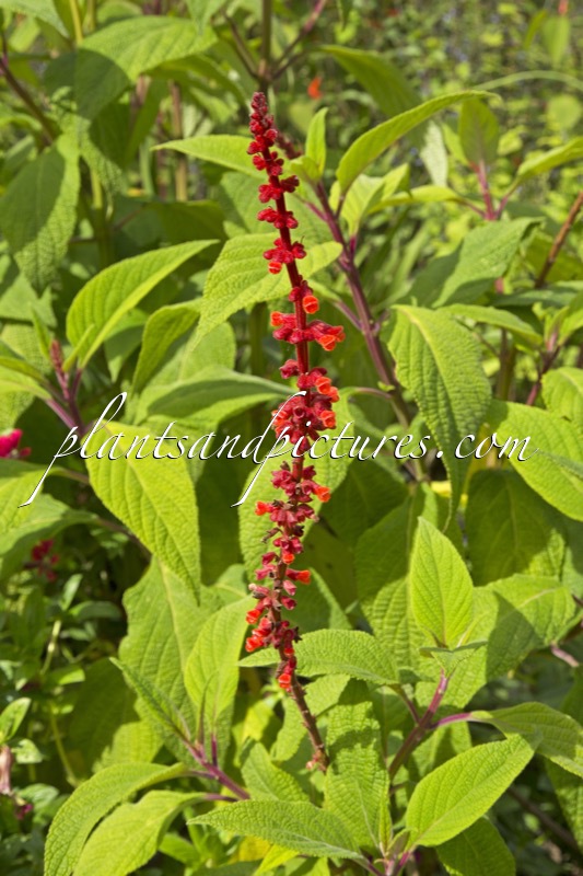 Salvia confertiflora