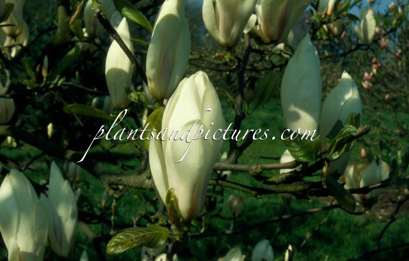 Magnolia soulangeana ‘Brozzoni’