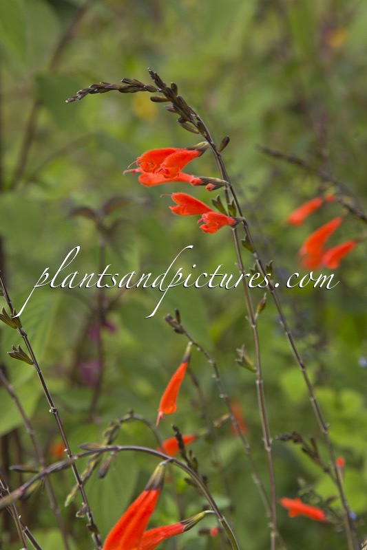 Salvia oppositiflora