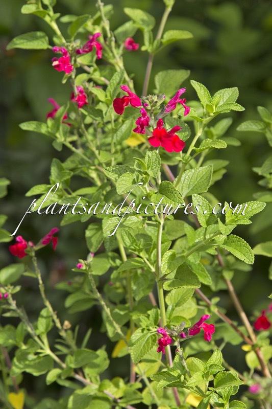 Salvia microphylla ‘Wendy’s Surprise’