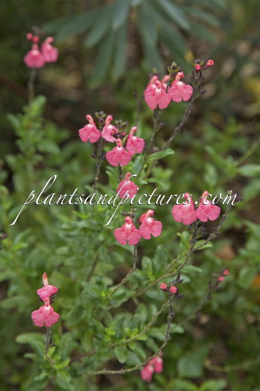 Salvia greggii ‘Stormy Pink’