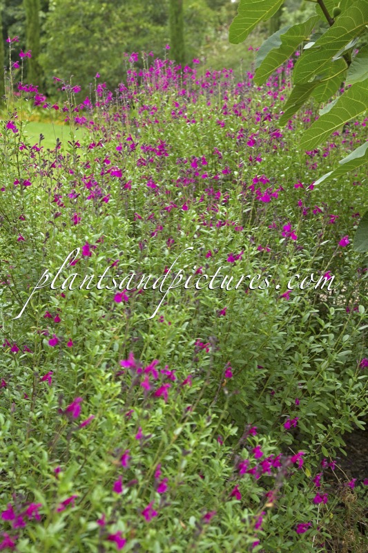 Salvia jamensis ‘Raspberry Royale’