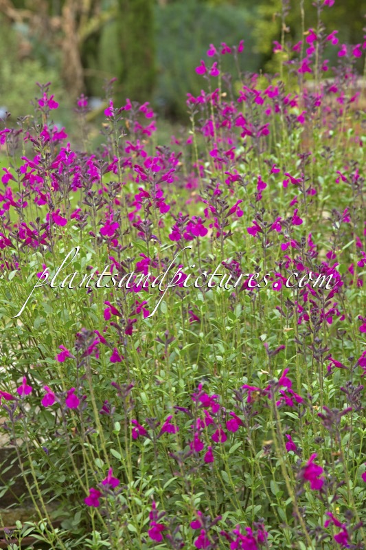 Salvia jamensis ‘Raspberry Royale’