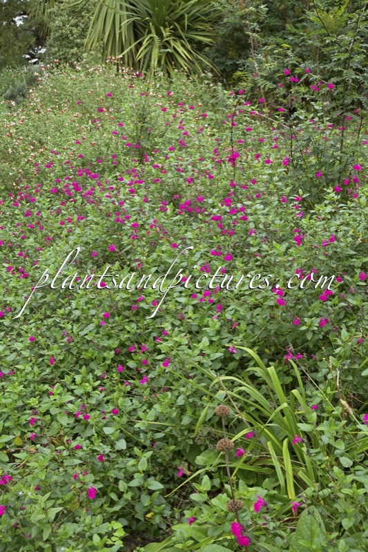 Salvia microphylla ‘Cerro Potosi’