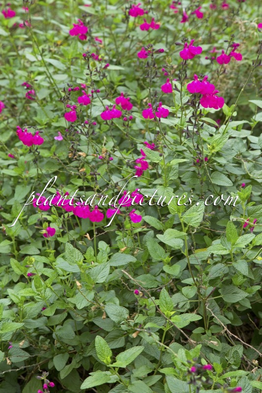 Salvia microphylla ‘Cerro Potosi’