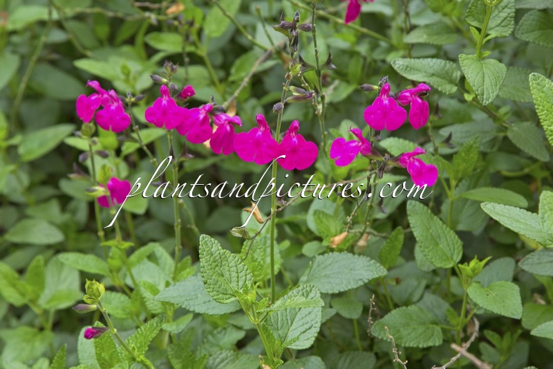 Salvia microphylla ‘Cerro Potosi’