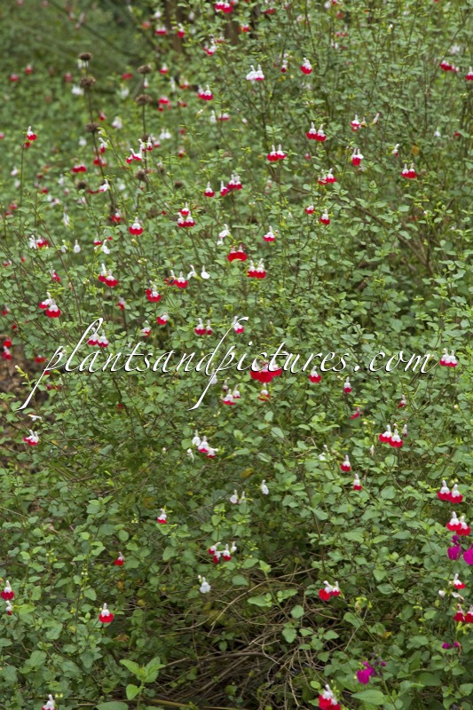 Salvia microphylla ‘Hot Lips’