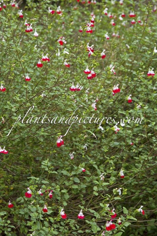 Salvia microphylla ‘Hot Lips’