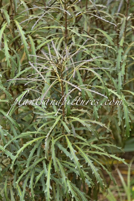 Pseudopanax ‘Bronze Eagle’