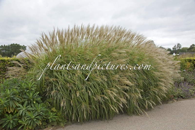 Miscanthus sinensis ‘Yaku Jima’