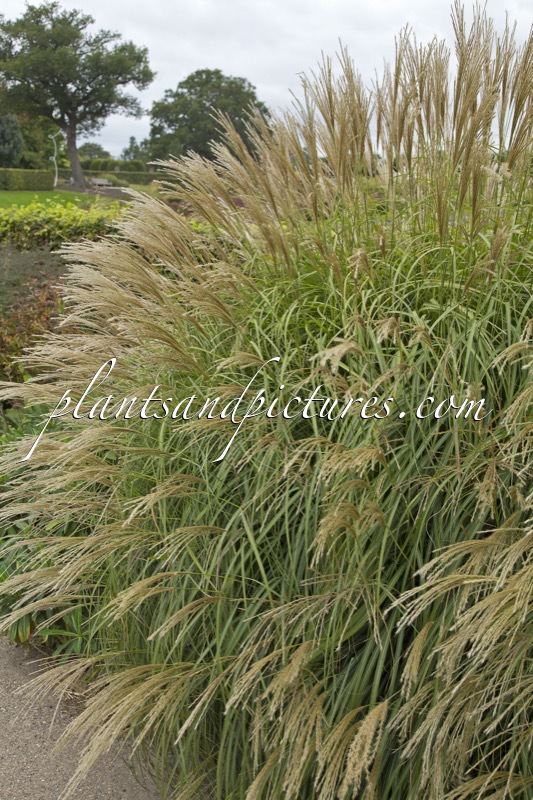 Miscanthus sinensis ‘Yaku Jima’