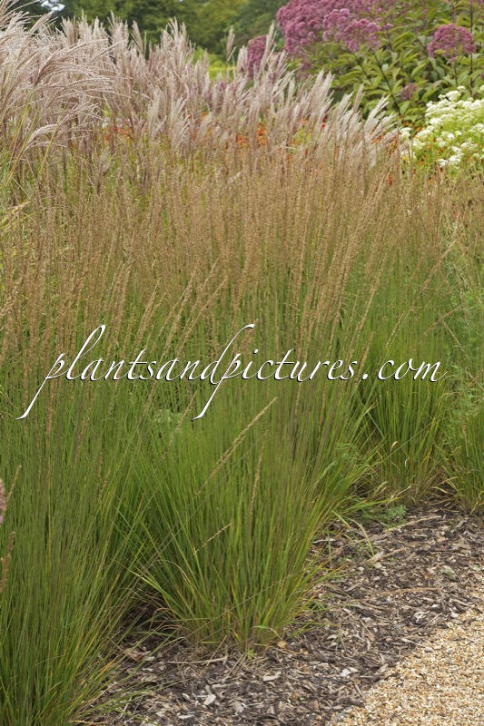 Molinia caerulea ‘Moorhexe’